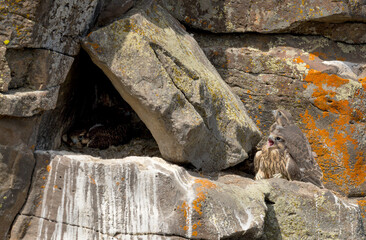 Prairie Falcon nestlings in scenes from a cliffside aerie, from new born to fledgling.