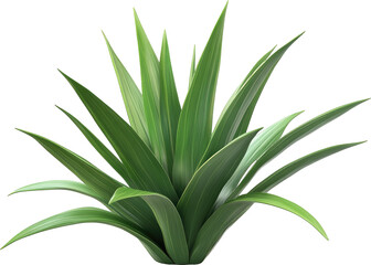 Obraz premium Isolated Lush Green Plant with Long, Pointed Leaves on White Background