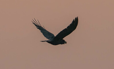 Fototapeta premium Crow against smoky sky