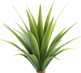 Obraz premium Lush Green Yucca Plant Isolated on White Background