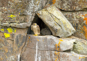 Prairie Falcon nestlings in scenes from a cliffside aerie, from new born to fledgling.