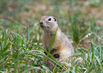 Richardson ground squirrel in the grass