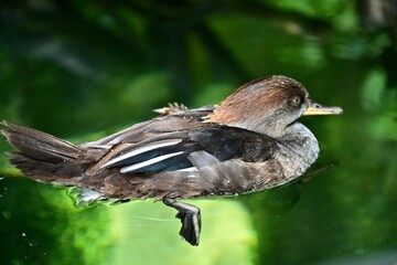 Hooded Merganser Duck swims gracefully in a pond