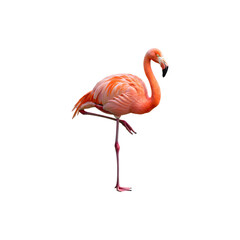 Obraz premium Flamingo Standing Gracefully on One Leg with Head Turned Backwards