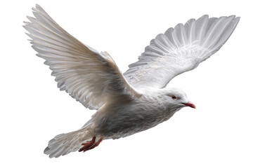 Obraz premium Majestic white dove in flight against a transparent background a symbol of peace purity and hope avian wildlife photography