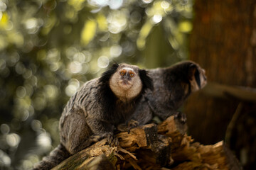 Perched on a broken tree trunk, Geoffroy´s Tufted-ear Marmoset gazes directly at the viewer with...