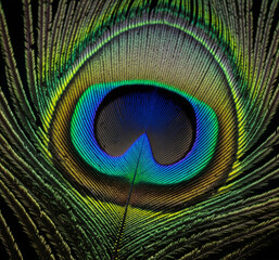 Peacock Feather Macro