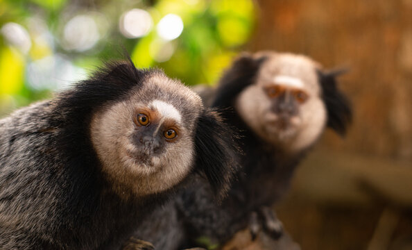 Two Geoffroy&rsquo;s Tufted-ear Marmoset (Callithrix geoffroyi) share a tree perch, with the one in the foreground tilting its head inquisitively toward the camera.