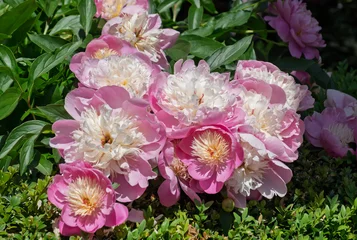 Fototapete Pfingstrosen Pfingstrosen (Paeonia)  © AnnaReinert