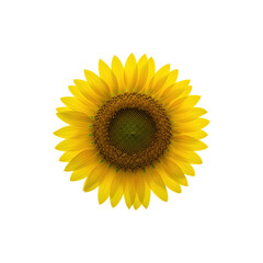 Fototapeta premium Bright yellow sunflower head with full bloom isolated on white background for summer themes