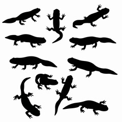 Salamander silhouettes amphibians wildlife animals