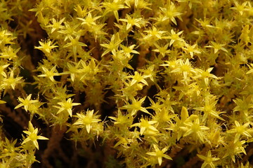 Piękne, żółte kwiaty rozchodnika © tomo81