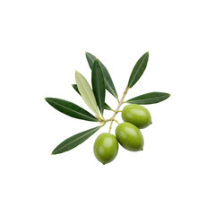 Fresh Green Olives on Branch for Mediterranean Concepts