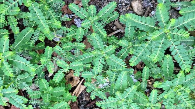 phyllanthus niruri or stonebreaker plant for kidney stones, chanca piedra herbal medicine uses