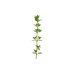 Obraz premium Green sprig of thyme herb used for culinary and healing purposes