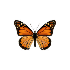 Obraz premium Monarch butterfly with open wings showing vivid orange and black