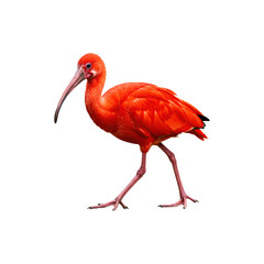Scarlet Ibis Standing Tall &ndash; Exotic Red Bird Profile on White
