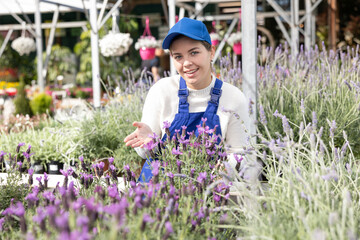 Female worker arranging flowering lavender in pots while gardening in glasshouse