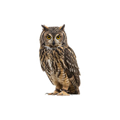 Naklejka premium Nocturnal owl staring intensely with detailed feathers perfect for wildlife or mystery themes