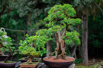 bonsai