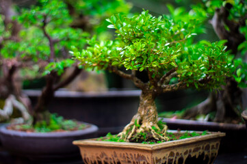 bonsai