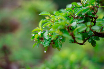 bonsai