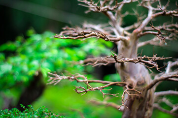 bonsai