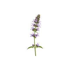 Fototapeta premium Blooming Lavender Stem – Aromatic Herb with Calming and Soothing Appeal