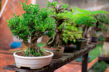 bonsai