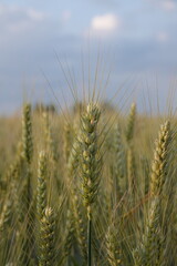Łany pszenicy na wiejskim polu © tomo81