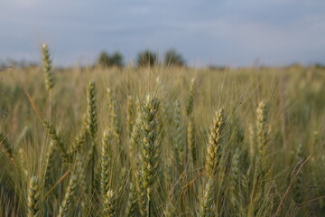 Łany pszenicy na wiejskim polu © tomo81