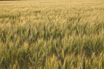 Łany pszenicy na wiejskim polu © tomo81