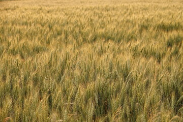 Łany pszenicy na wiejskim polu © tomo81