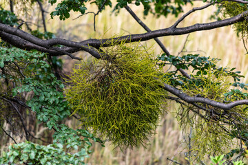 Wild Mistletoe Shoots on a Forest Branch

