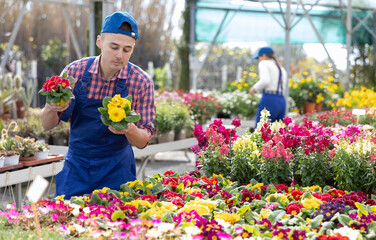 Male flower shop worker changes arrangement of pots with primula and improves appearance of window....