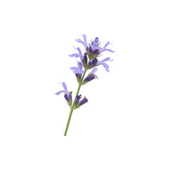 Naklejka premium Purple Lavender Sprig with Fragrant Blooms
