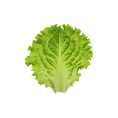 Fresh Romaine Lettuce Leaf for Salads and Healthy Eating on White Background