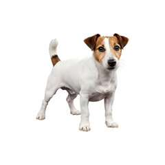Obraz premium Energetic Jack Russell Terrier dog standing ready to play