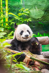 Obraz premium The Giant Panda Bear sits while eating a bamboo stalk
