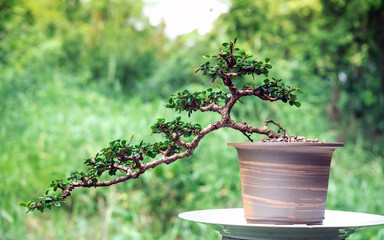 Sam nui,Antidesma acidum bonsai tree in pclay potใmade from stoneware