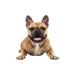 Fototapeta premium French Bulldog Sitting with Tongue Out Looking Forward on White Background