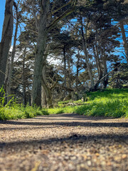 Low angle view of Cypress Grove Trail at Point Lobos State Natural Reserve, California, USA in the morning