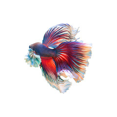 Obraz premium Beautiful Betta Fish with Flowing Fins in Vibrant Red and Blue Colors