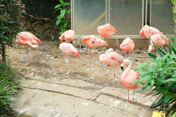 群れで休むフラミンゴたちの穏やかな時間