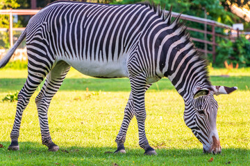 Grevy's zebra, lat Equus grevyi, also known as the imperial zebra eats green grass.