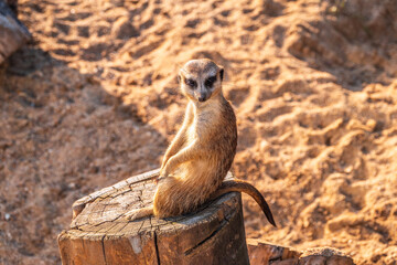 Fototapeta premium Meerkat, Suricata suricatta, on hind legs. Portrait of meerkat standing on hind legs with alert expression. Portrait of a funny meerkat sitting on its hind legs.