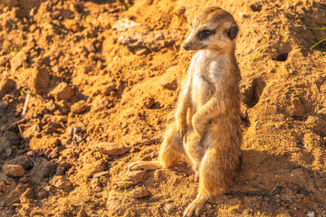 Meerkat, Suricata suricatta, on hind legs. Portrait of meerkat standing on hind legs with alert expression. Portrait of a funny meerkat sitting on its hind legs.