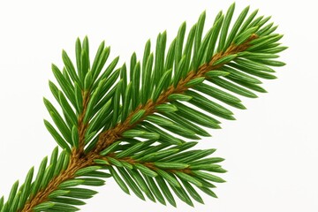 Naklejka premium Close-up of green fir tree branch with detailed needle texture on white background
