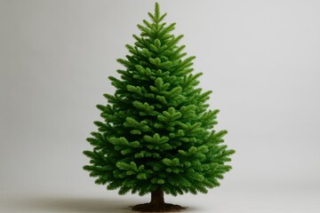 Majestic pine tree specimen with full needle coverage against pristine studio background
