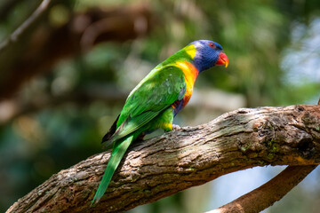 Rainbow Lorikeet on a tree branch